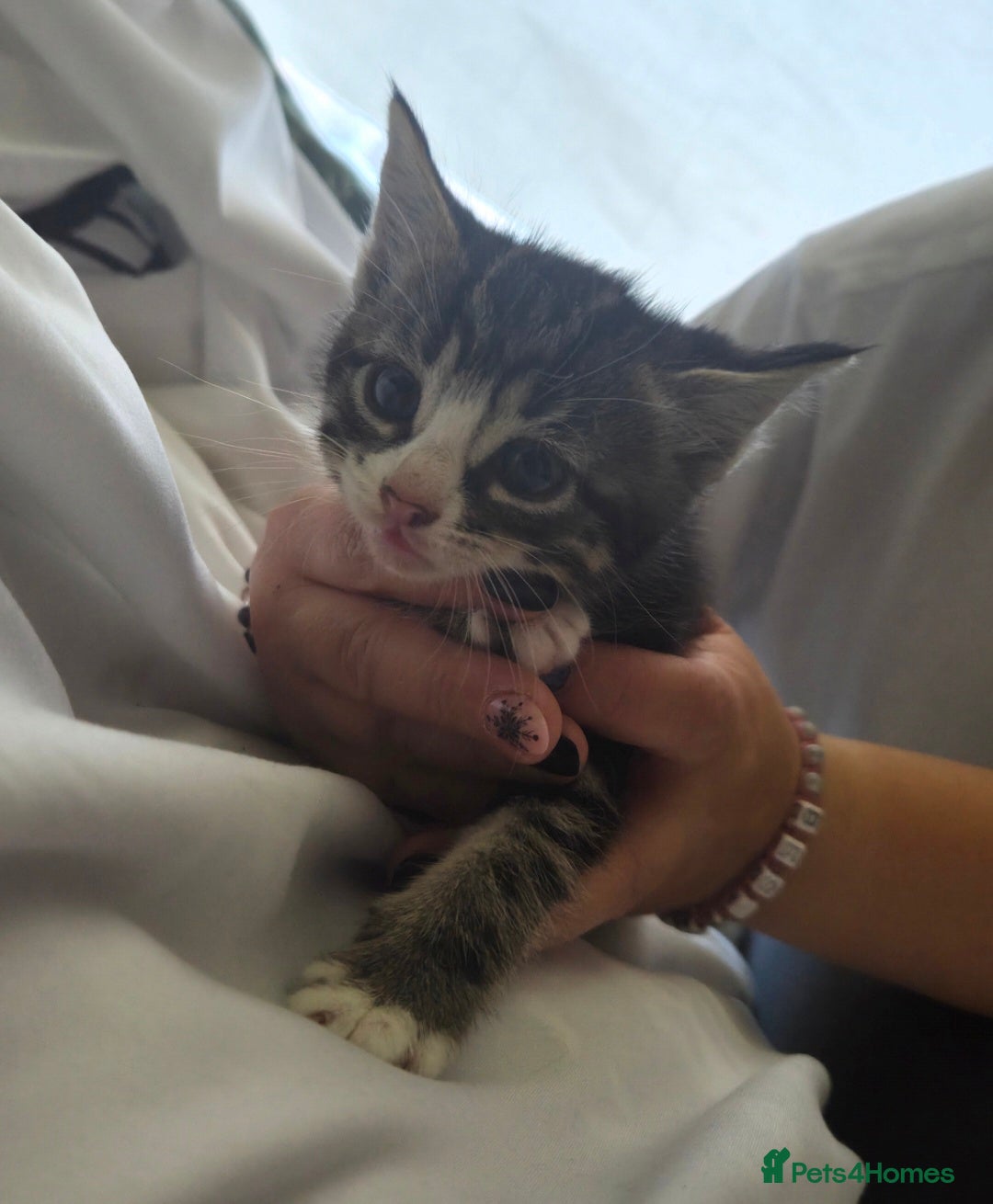 European cats for sale: 8 kittens looking for a new home for 2026! - Advert 7