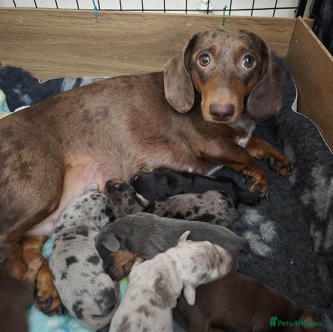 Miniature Dachshund dogs Lovely litter of 7 daschund puppies! - Advert 3
