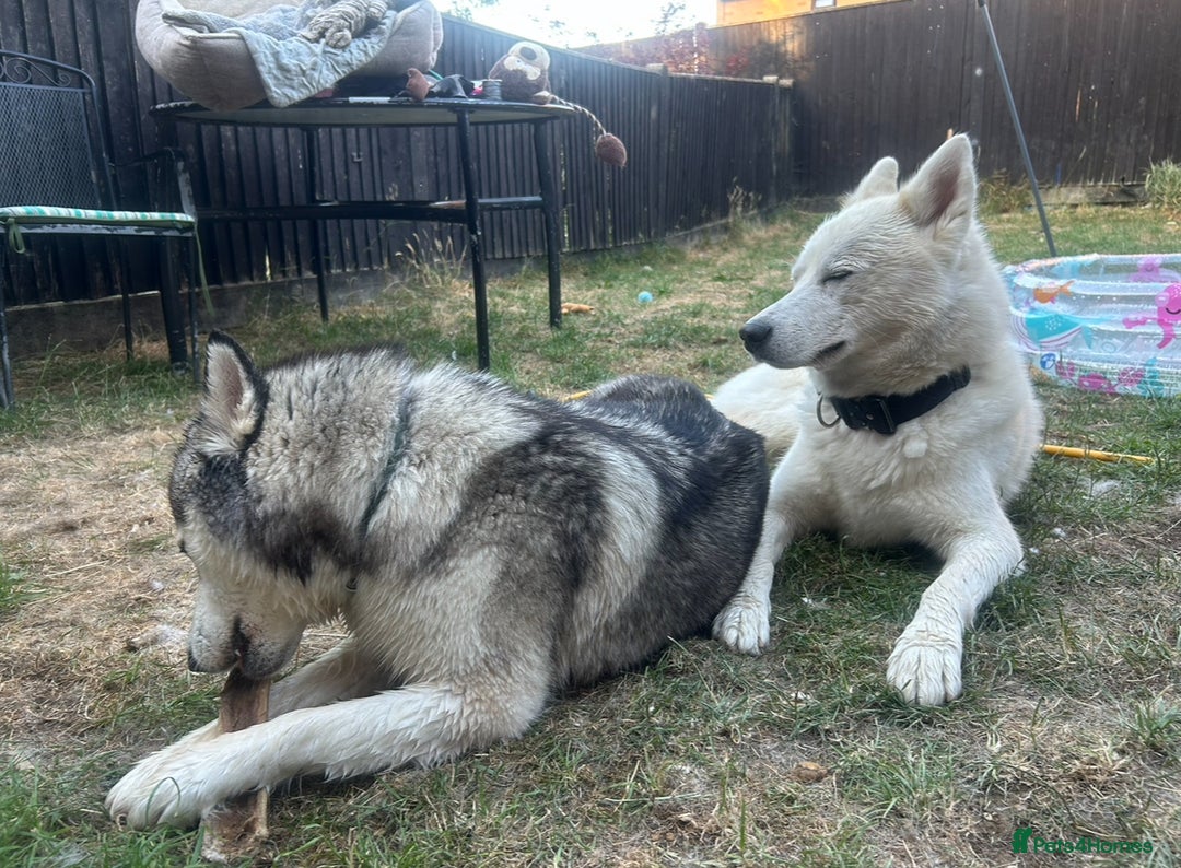 Siberian Husky dogs for sale: Siberian husky puppies  - Image 10