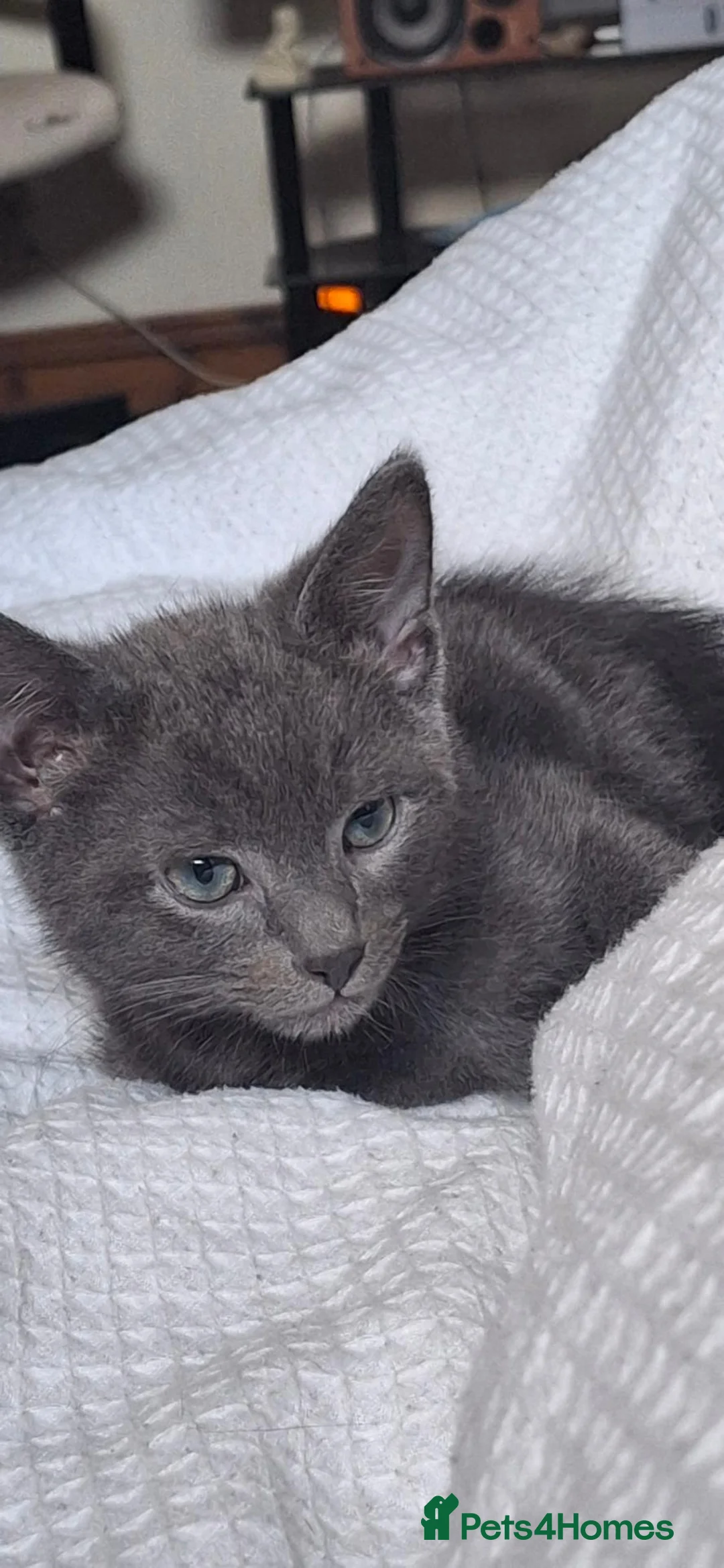 Mixed Breed cats for sale: Russian blue/ragdoll mix  in Birmingham - Advert 2