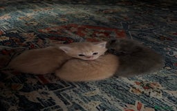 Mixed Breed cats for sale: Beautiful beige and grey kittens - Image 2