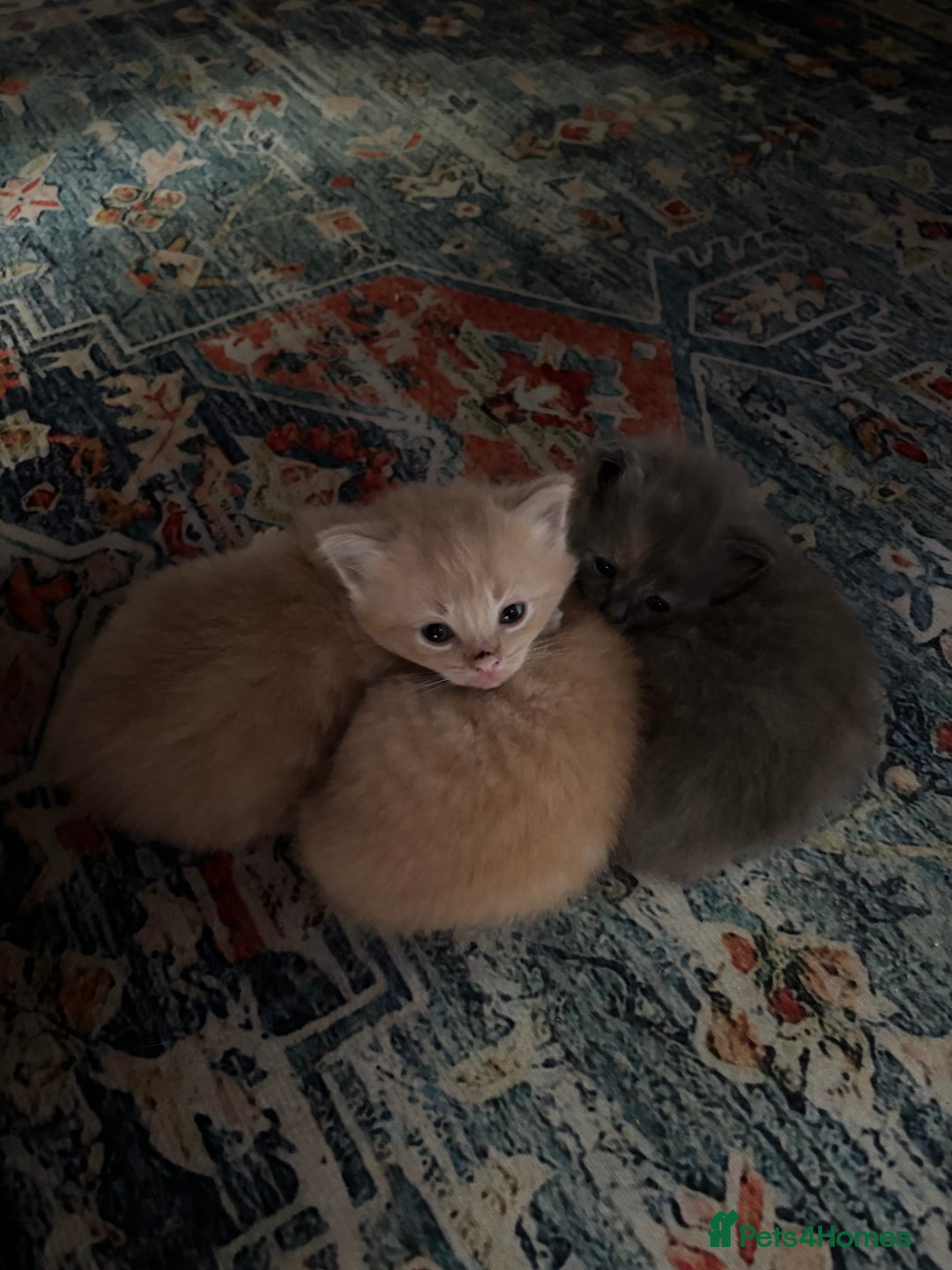 Mixed Breed cats for sale: Beautiful beige and grey kittens - Image 2