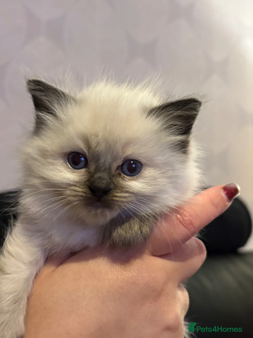 Ragdoll cats for sale: Fluffy Ragdoll kittens - Advert 1