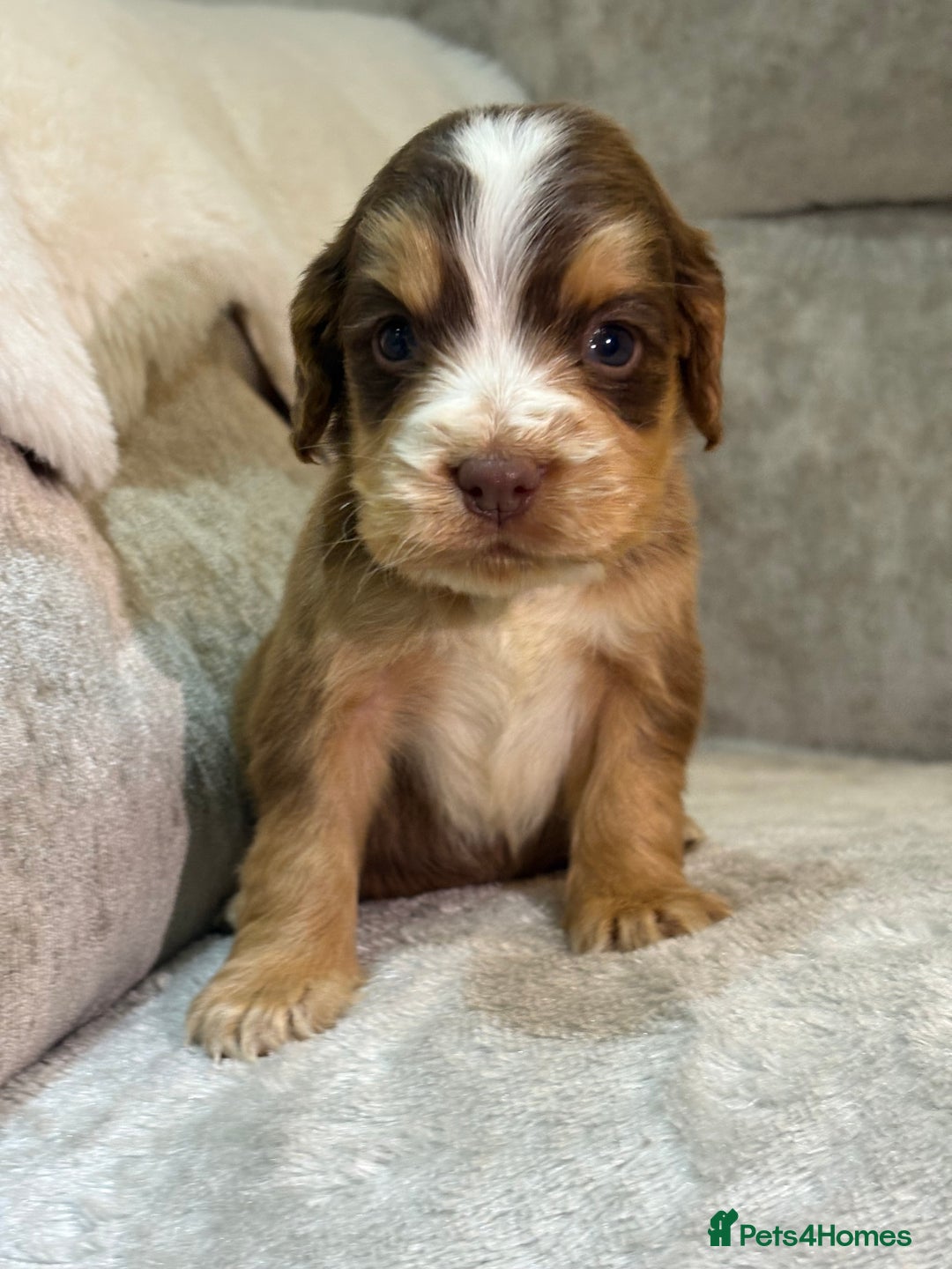 Cocker Spaniel dogs for sale: Stunning cocker spaniel puppies - Advert 17