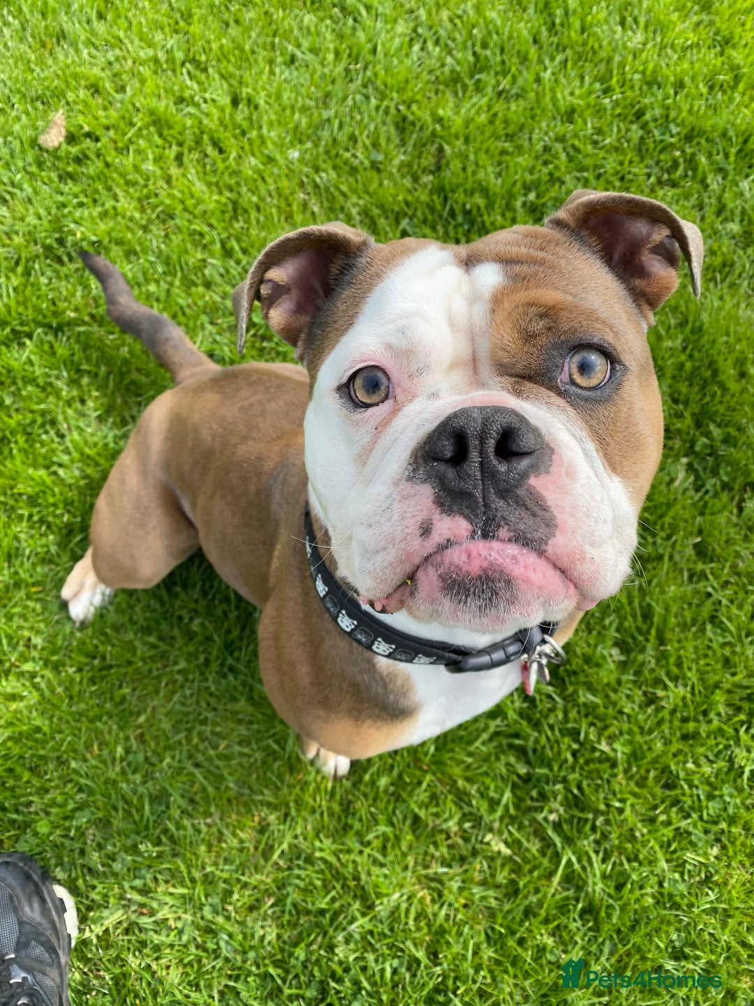 Olde English Bulldogge dogs for sale: Boo the bulldog - Image 2