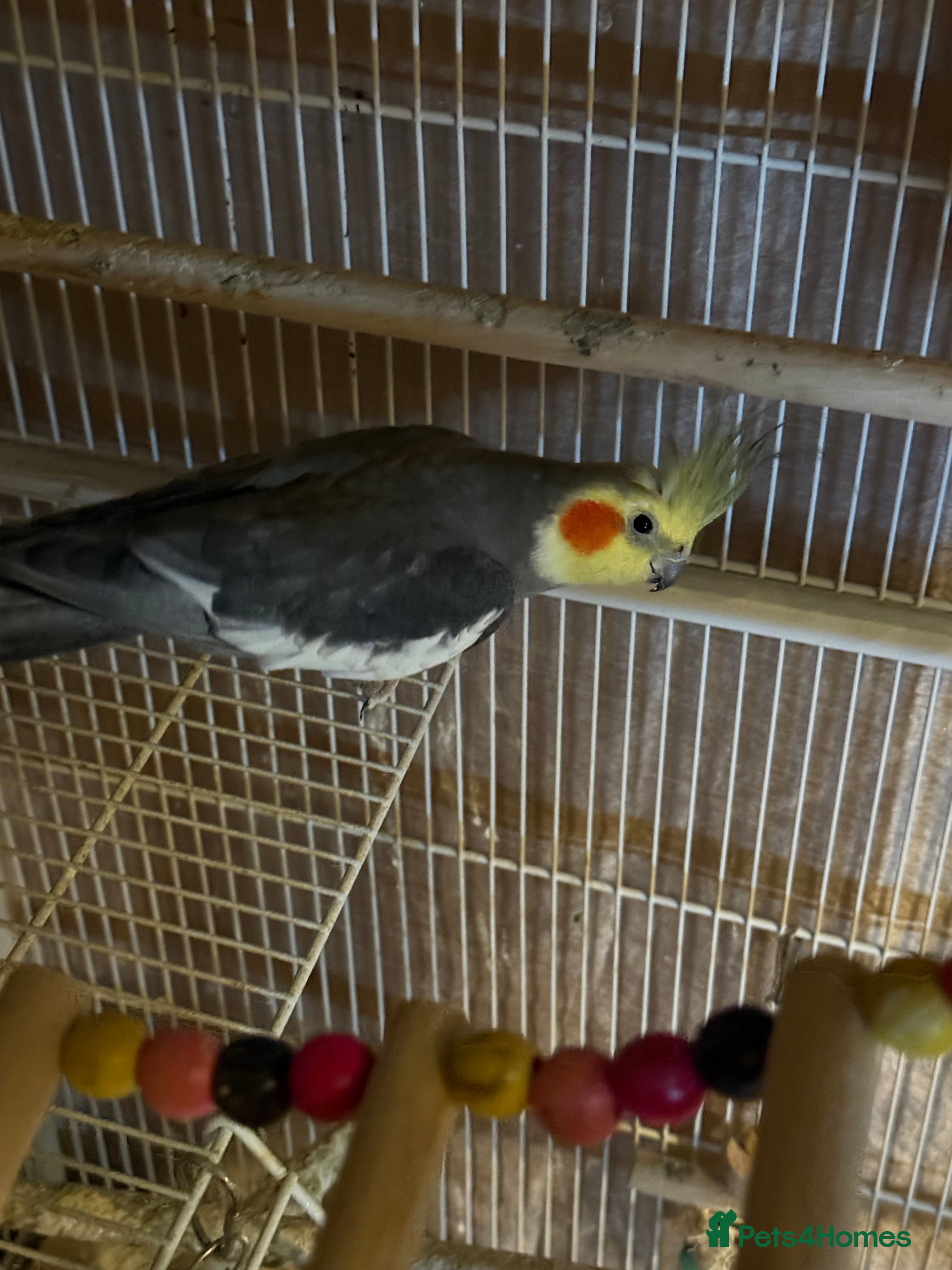 Cockatiels birds Cockatiel  - Advert 1