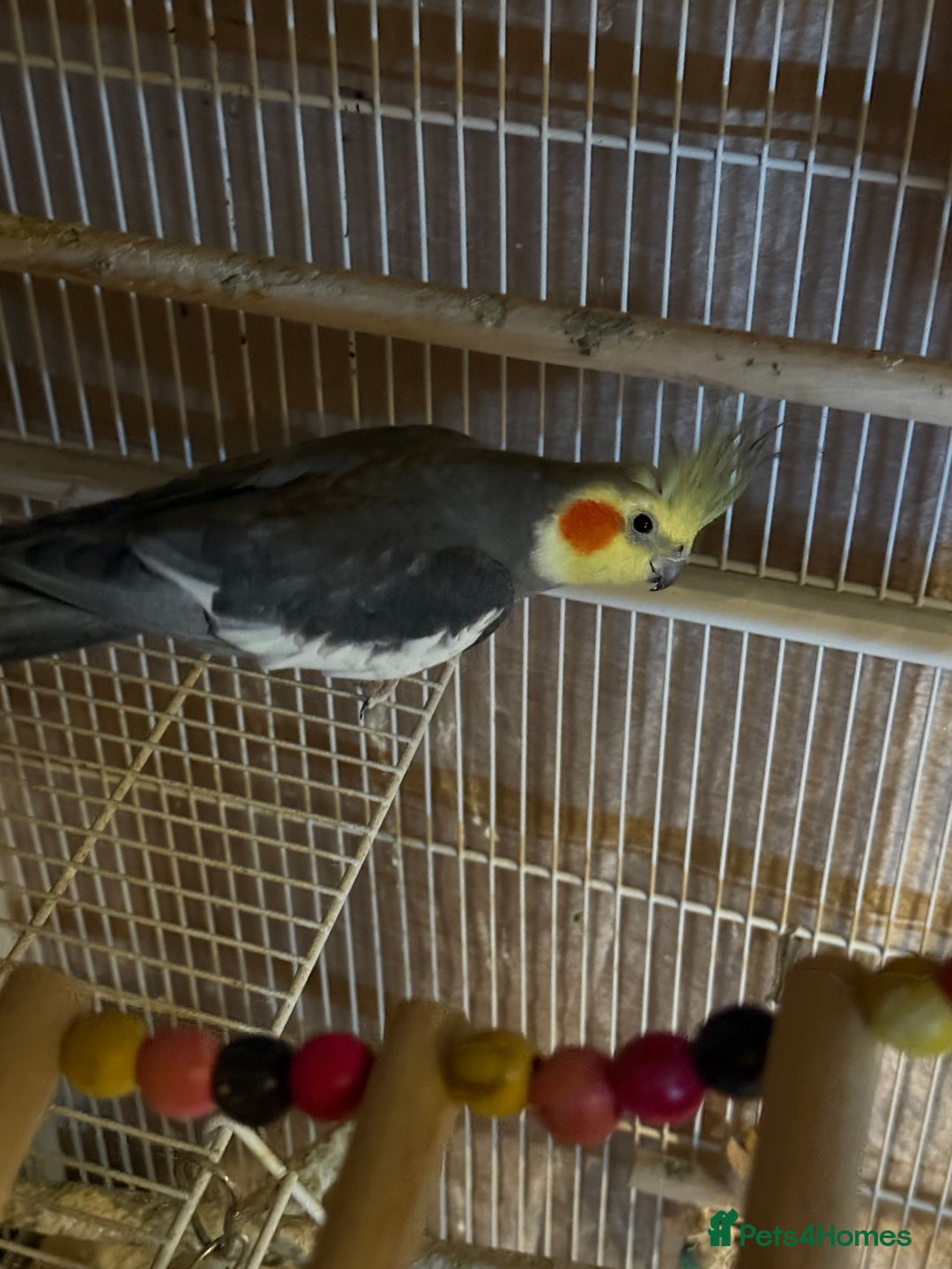 Cockatiels birds for sale: Cockatiel  - Advert 1