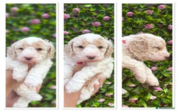 Cavapoochon dogs for sale: 1 cavapoochon puppie looking for forever homes - Image 3