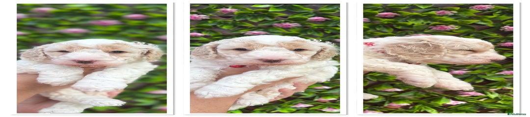 Cavapoochon Puppy 1