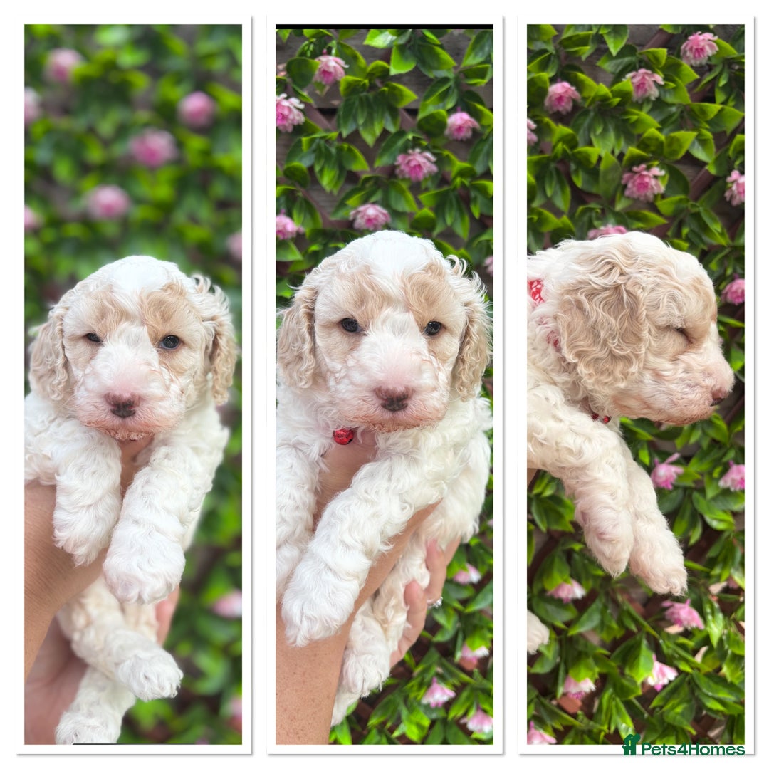 Cavapoochon dogs for sale: 1 cavapoochon puppie looking for forever homes - Image 3