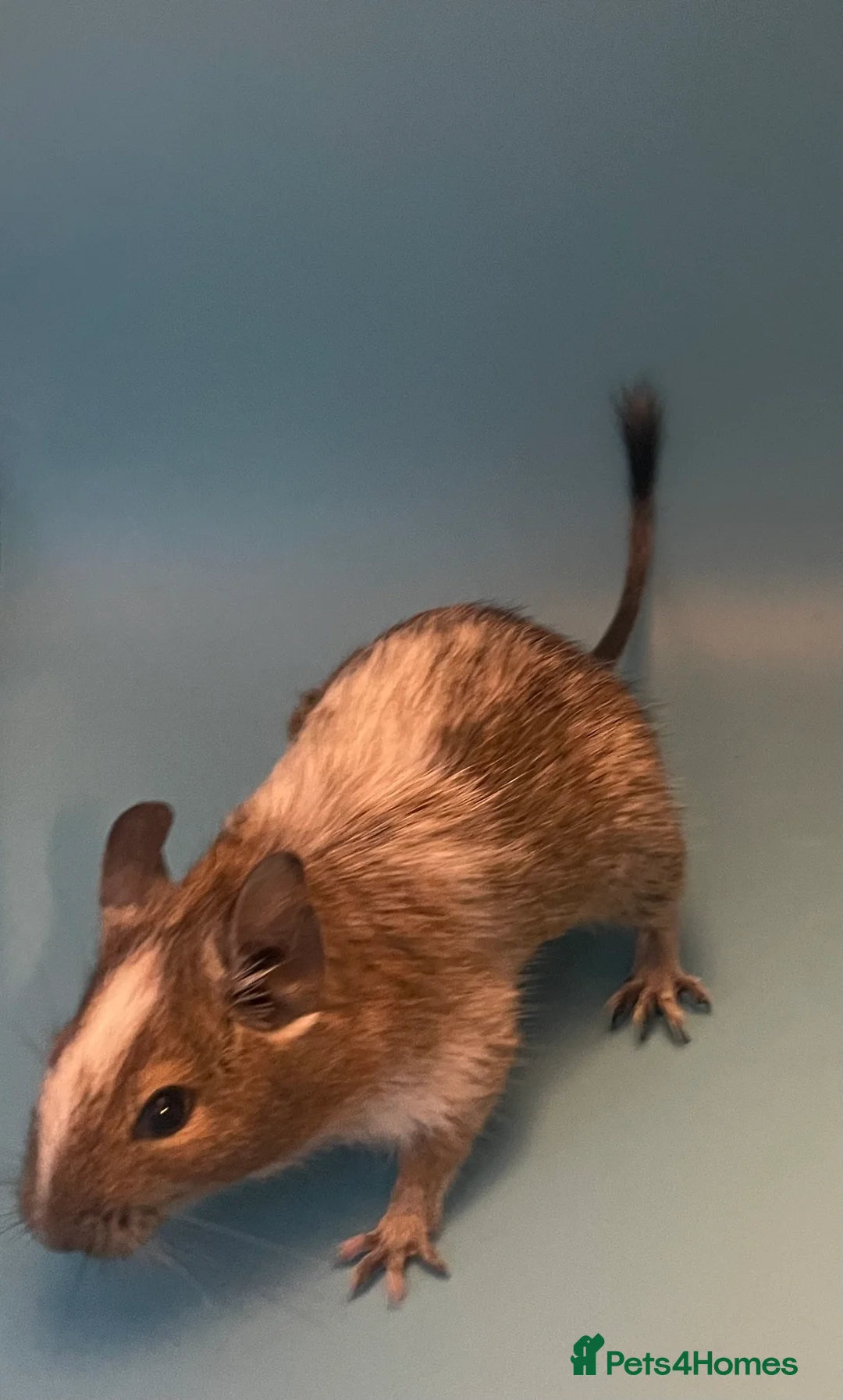 Degus rodents for sale: Baby degus - Advert 9