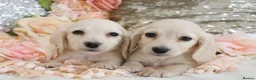 Miniature Dachshund dogs for sale: KC Cream Longhair Miniature Dachshund Puppies - Advert 3