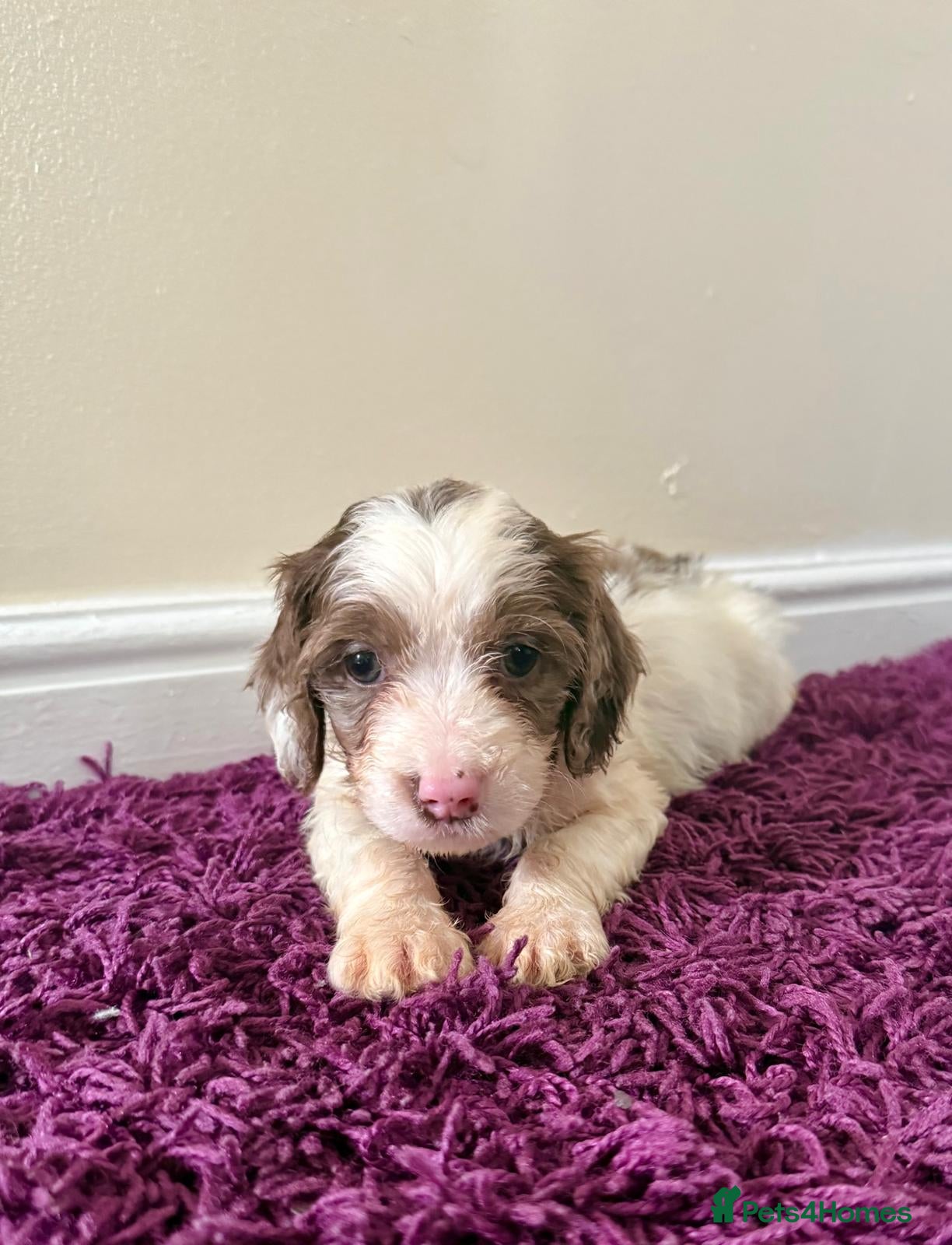 Cockapoo dogs Outstanding puppies  - Advert 10