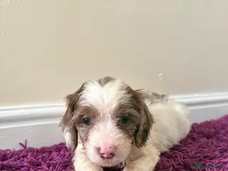 Cockapoo dogs Outstanding puppies - Advert 4