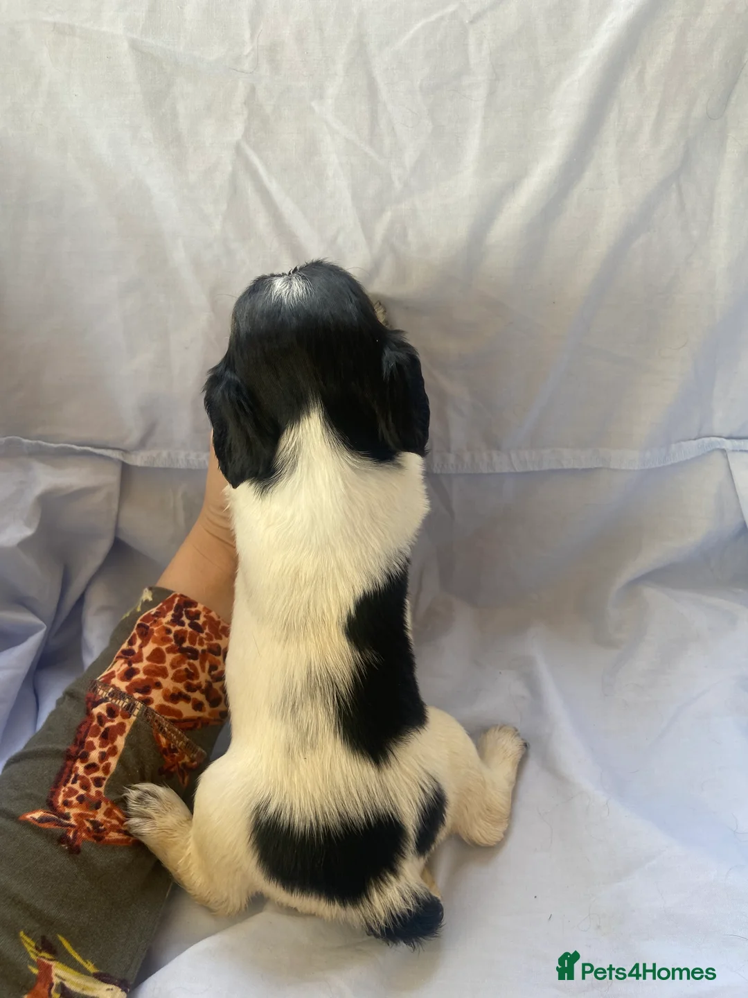 Cocker Spaniel dogs for sale: Working type Cocker Spaniel Puppies 🐶🐾  - Advert 9