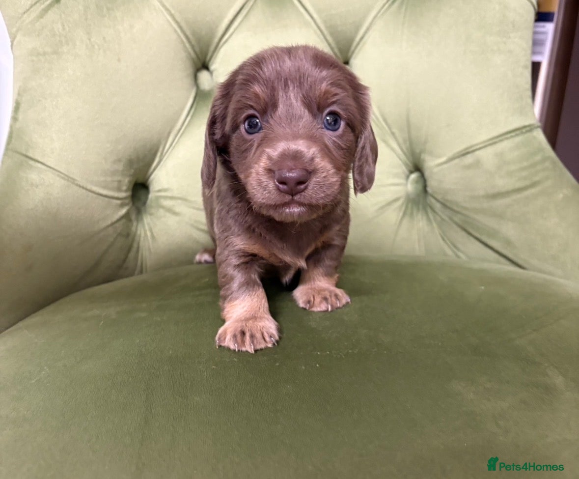 Miniature Dachshund dogs 4x miniature Dachsund  - Advert 17