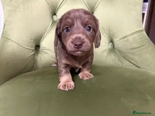 Miniature Dachshund dogs 4x miniature Dachsund - Advert 17