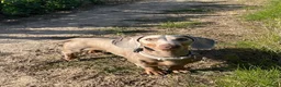 Miniature Dachshund dogs for stud: KC Registered Miniature Dachshund for STUD in Chelmsford - Advert 2