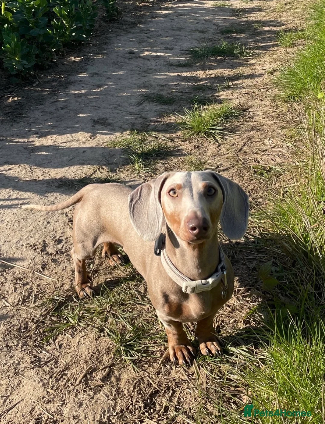 Miniature Dachshund dogs for stud: KC Registered Miniature Dachshund for STUD in Chelmsford - Advert 2