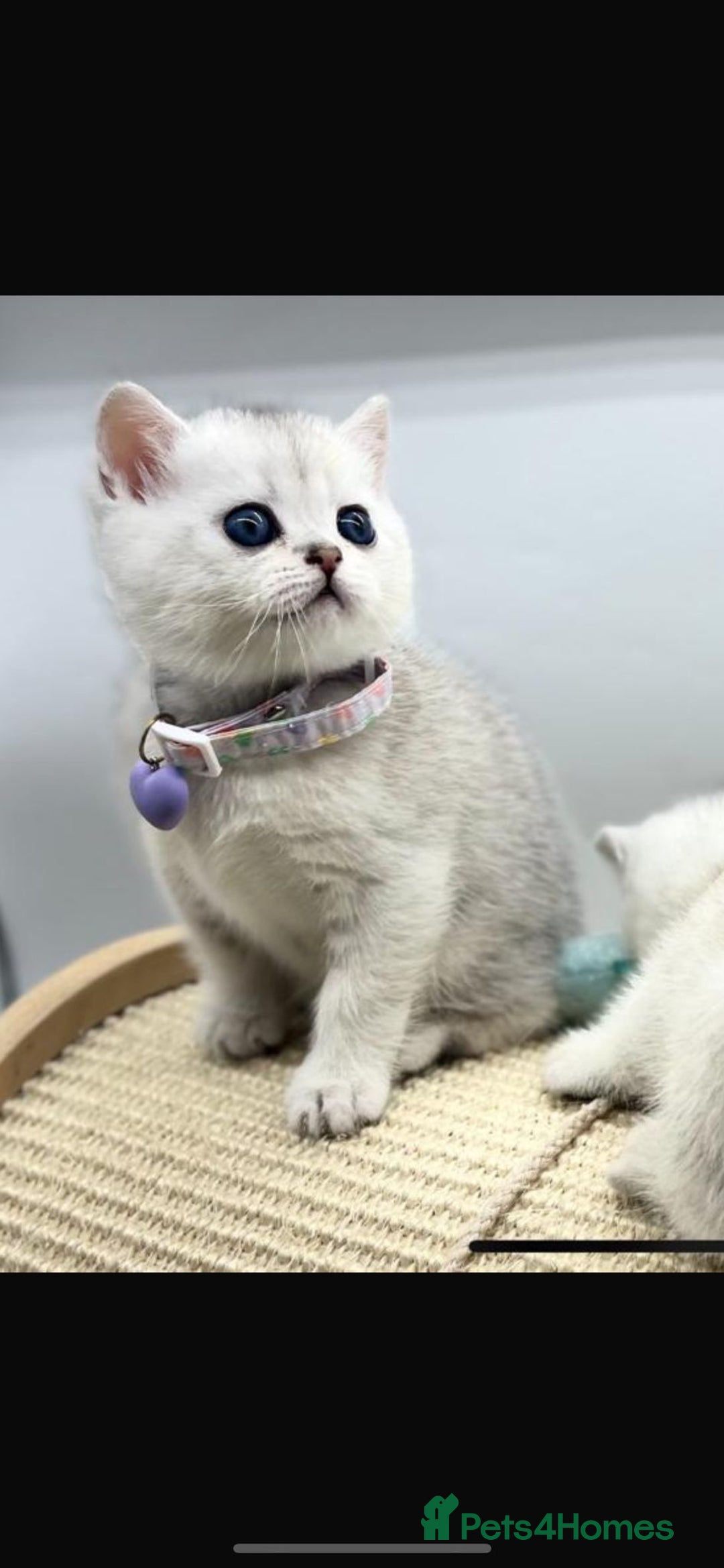 Scottish Fold cats for sale: Beautiful Scottish Straight Kittens - Advert 26