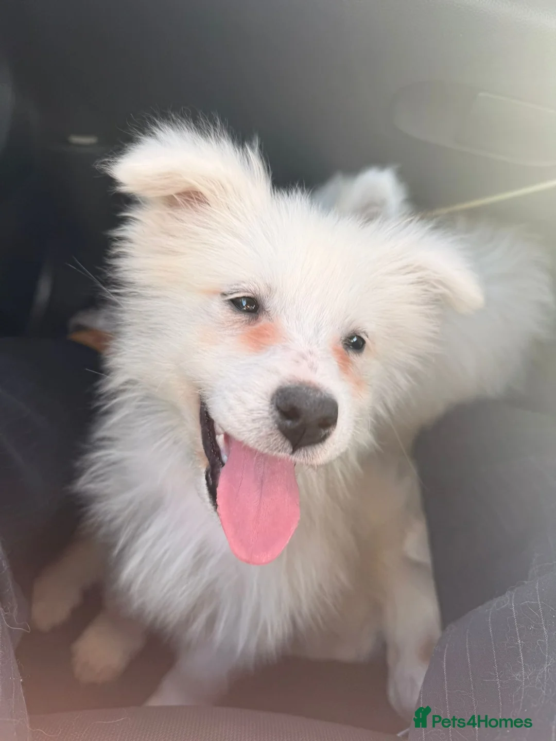 Samoyed dogs for sale: Only 3 females left in Oakham - Advert 2