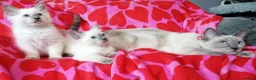 Ragdoll cats for sale: Ragdoll x British shorthair kittens - Advert 3