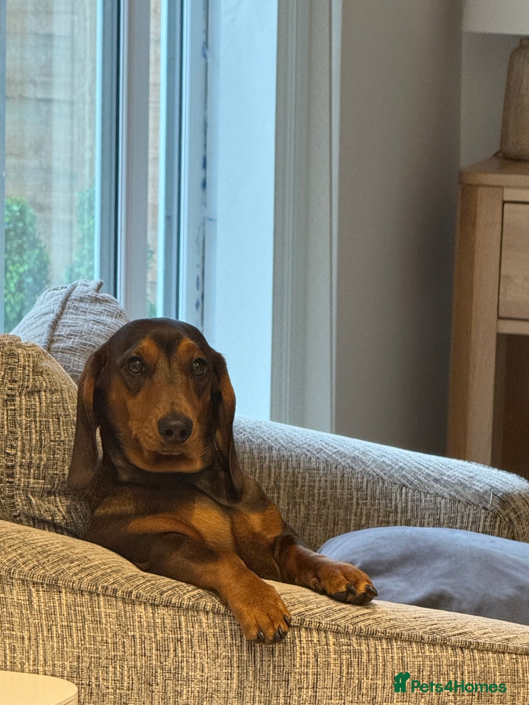 Miniature Dachshund dogs for sale: gorgeous fat mini dachshund  - Advert 1