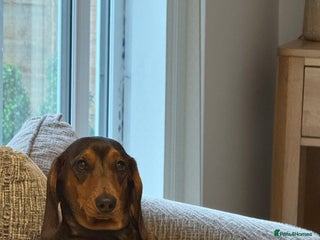 Miniature Dachshund dogs gorgeous fat mini dachshund - Advert 1