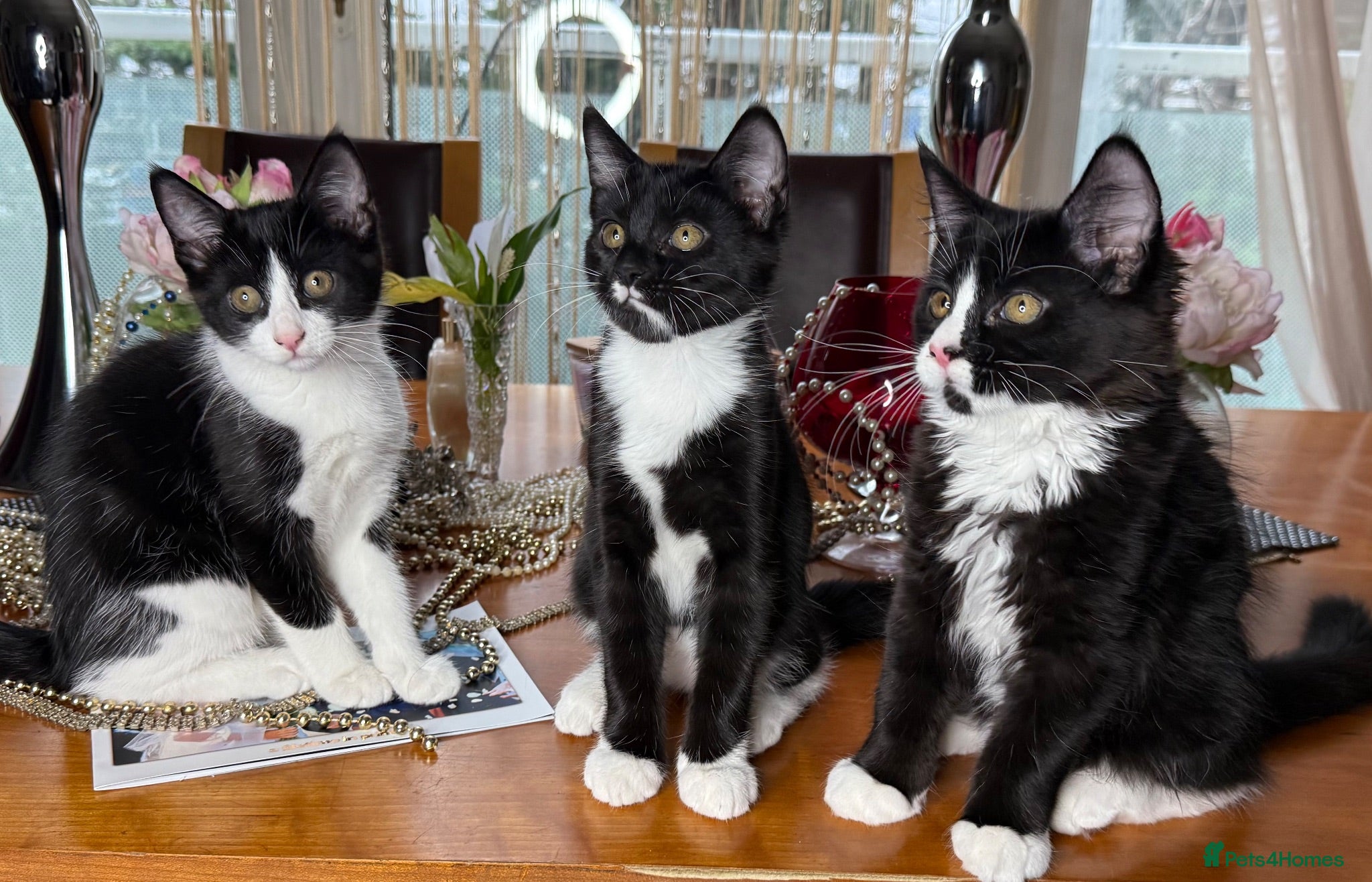 Mixed Breed cats Maine Coon Mix Kittens Tuxedo Tabby marks Richmond - Advert 3