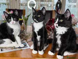 Mixed Breed cats Maine Coon Mix Kittens Tuxedo Tabby marks Richmond - Advert 3