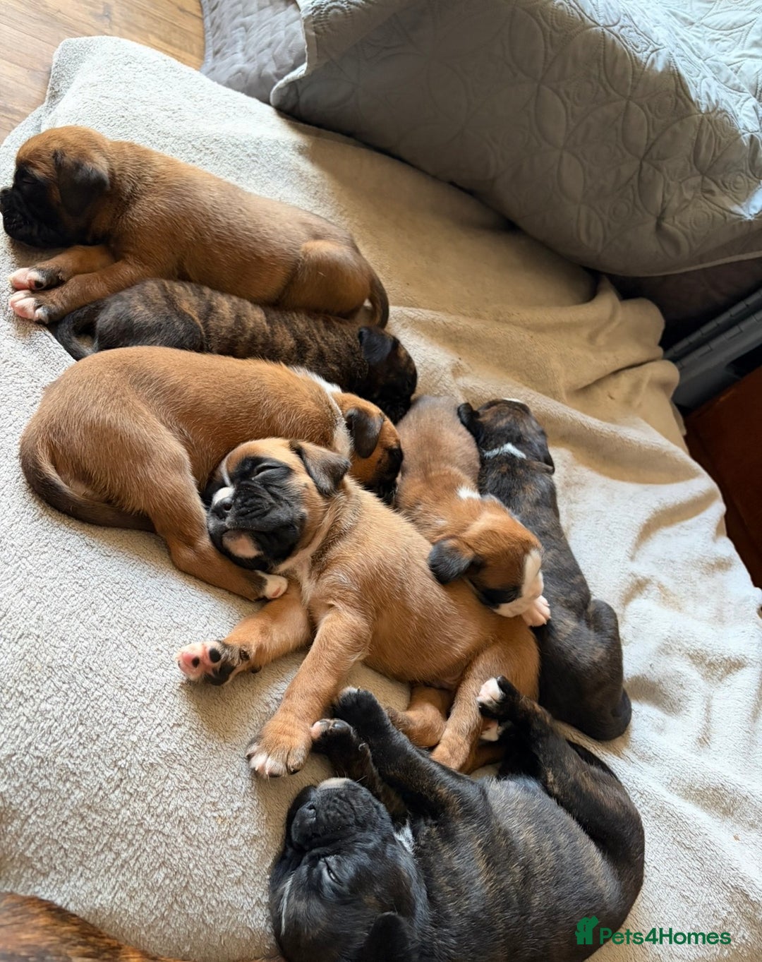 Boxer dogs for sale:  ⭐️ Fully health checked KC registered ⭐️ - Advert 15