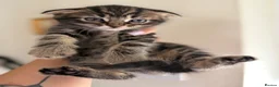 Scottish Fold cats for sale: Scotish fold and British short hair  - Advert 3