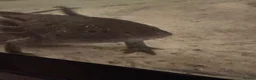 Axolotl reptiles for sale: Axolotl  - Advert 3