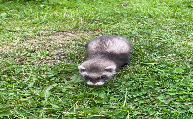 Ferret rodents - Advert 5