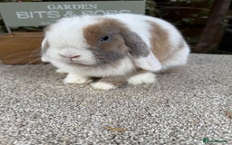 Mini Lop rabbits for sale: Blue torte extreme doe available  - Image 4