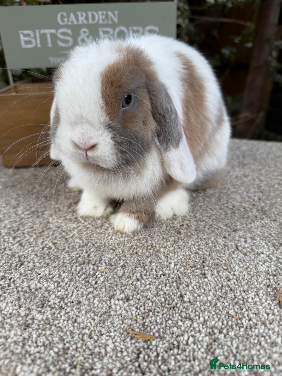 Mini Lop rabbits for sale: Blue torte extreme doe available  - Image 4