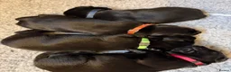 Labrador Retriever dogs for sale: Two Black KC Reg Labrador bitches from litter  in Yelverton - Advert 12