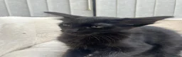 Siamese cats for sale: X5 female siamese/oriental kittens Ready to leave. - Advert 2