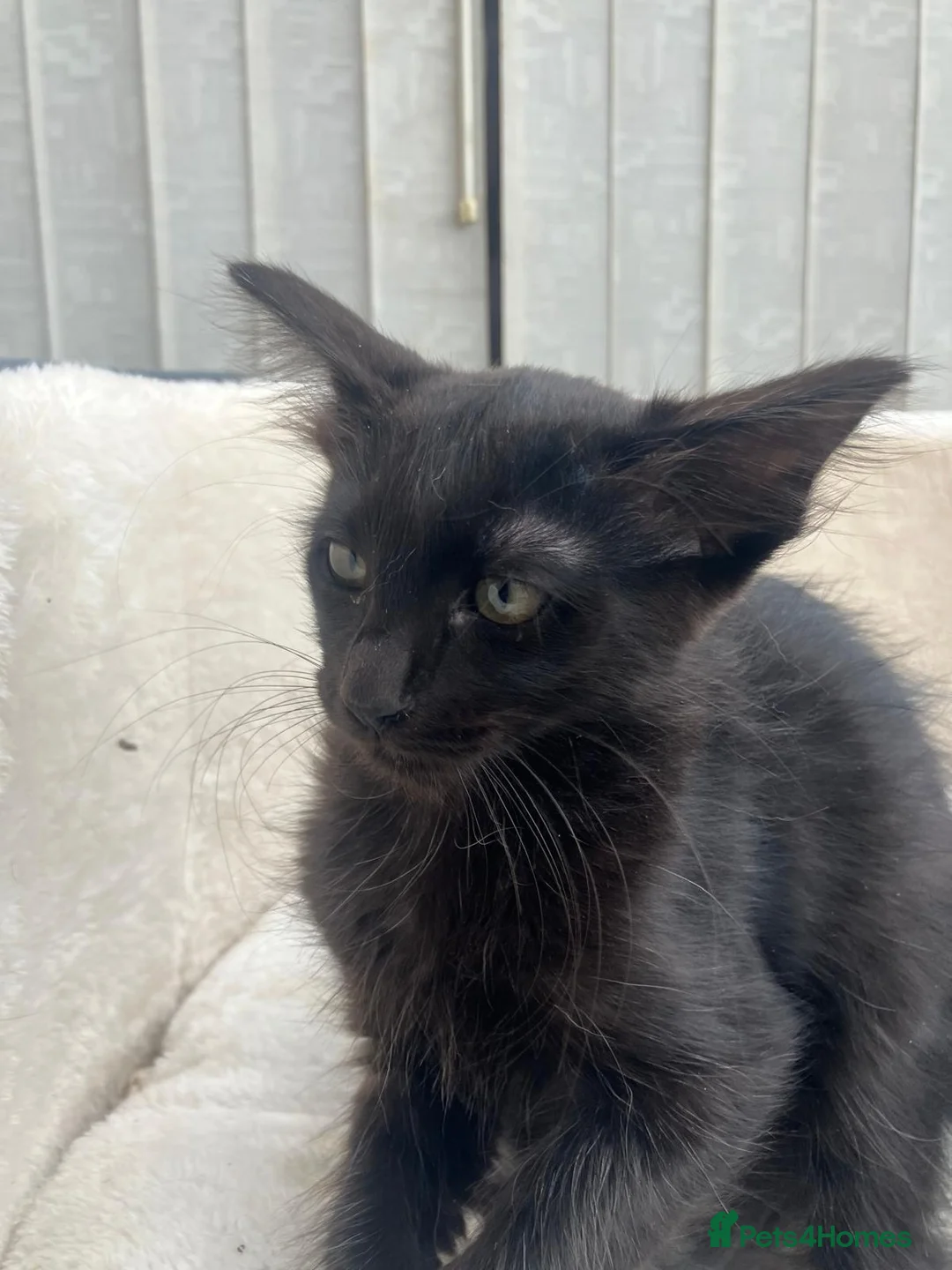 Siamese cats for sale: X5 female siamese/oriental kittens Ready to leave. - Advert 2
