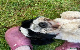 Sproodle dogs for sale: Beautiful Female Sproodle  - Image 3
