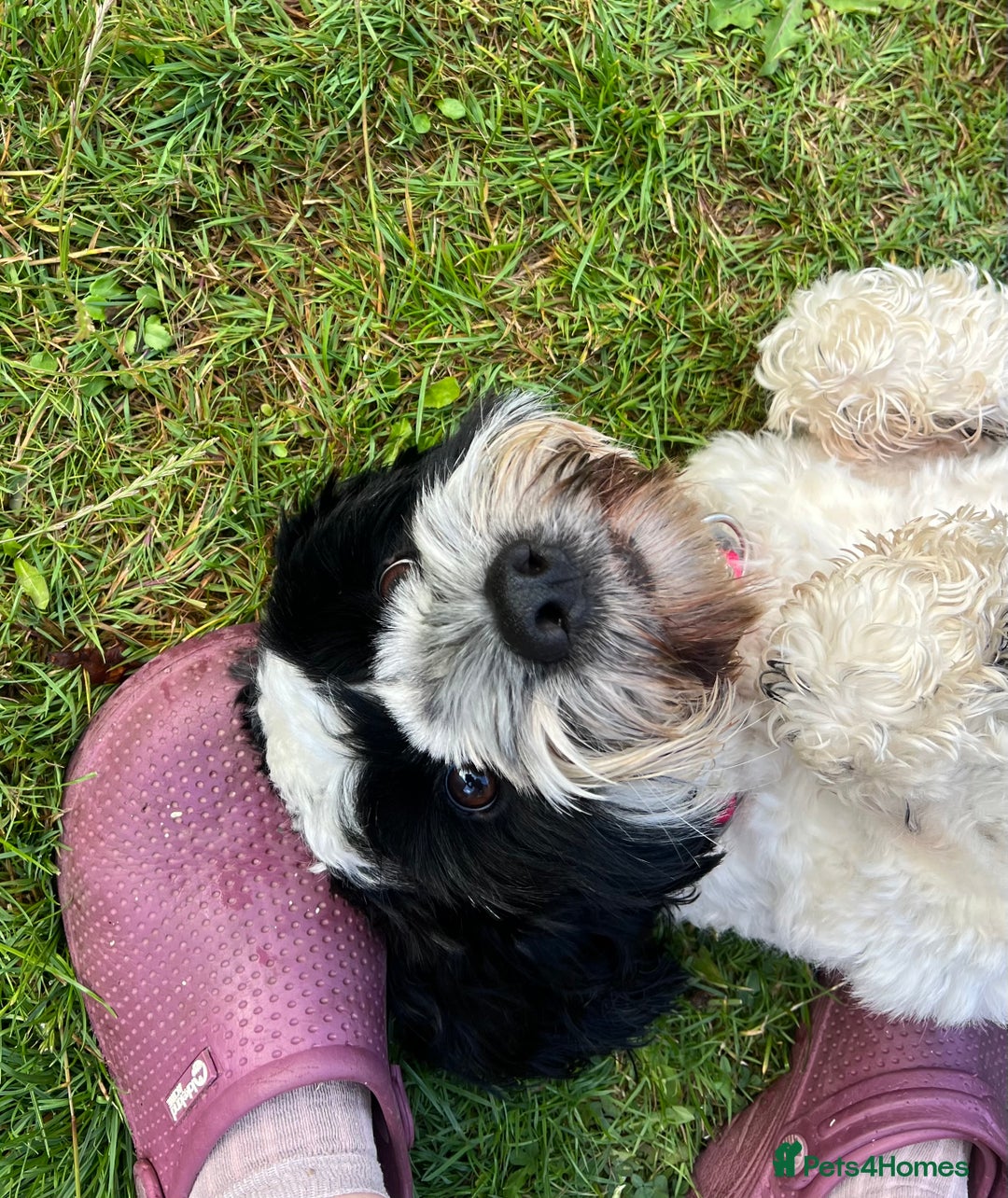 Sproodle dogs for sale: Beautiful Female Sproodle  - Image 3