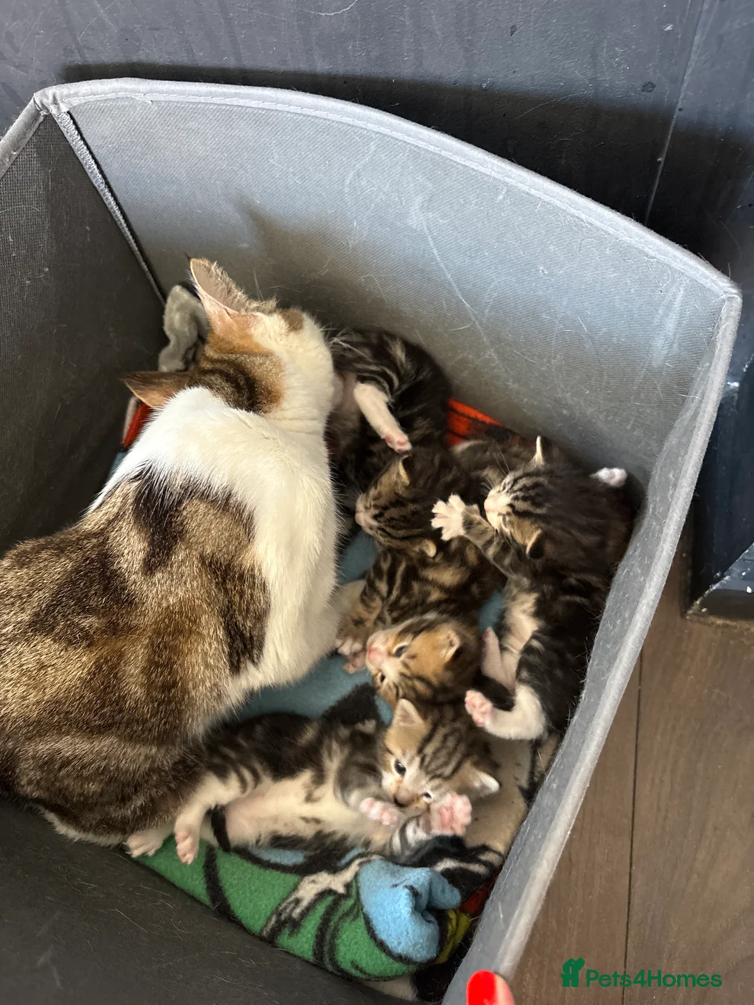 Mixed Breed cats for sale: 4 beautiful kittens  - Advert 2