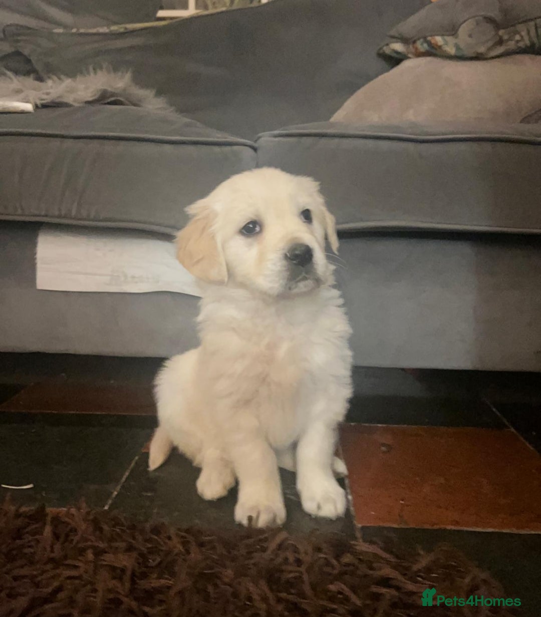 Golden Retriever dogs for sale: Golden Retrievers for sale  - Advert 3