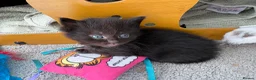 Mixed Breed cats for sale: Beautiful playful kittens £100 - £250 - Advert 6