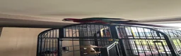 Macaws birds for sale: Macaw Greenwing  - Advert 7