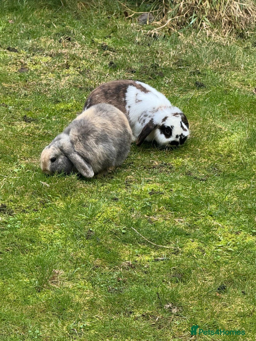 Mini Lop rabbits for sale: Male Mini Lops - Advert 6