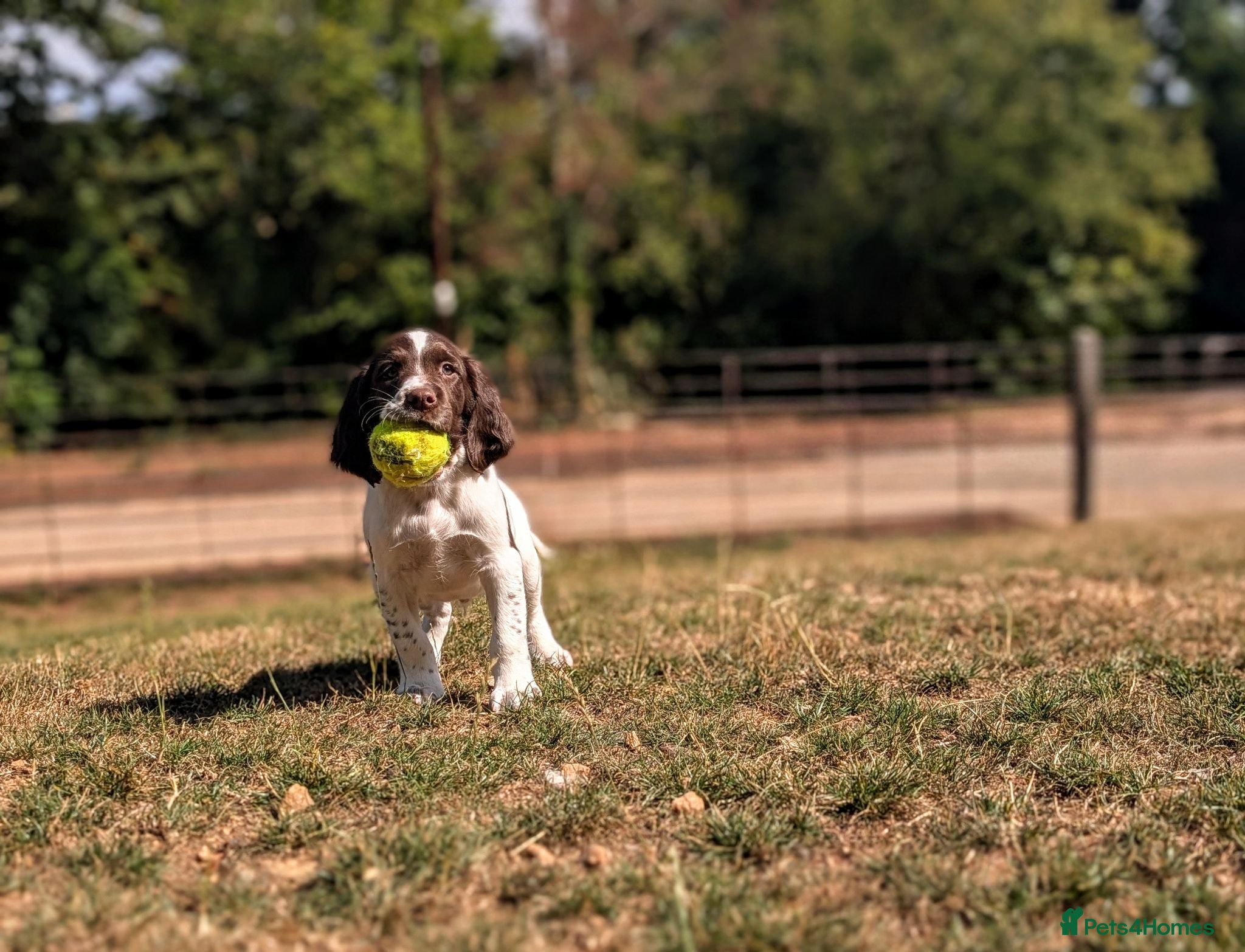 English Springer Spaniel dogs KC Registered English Springer Spaniel Puppies - Advert 2