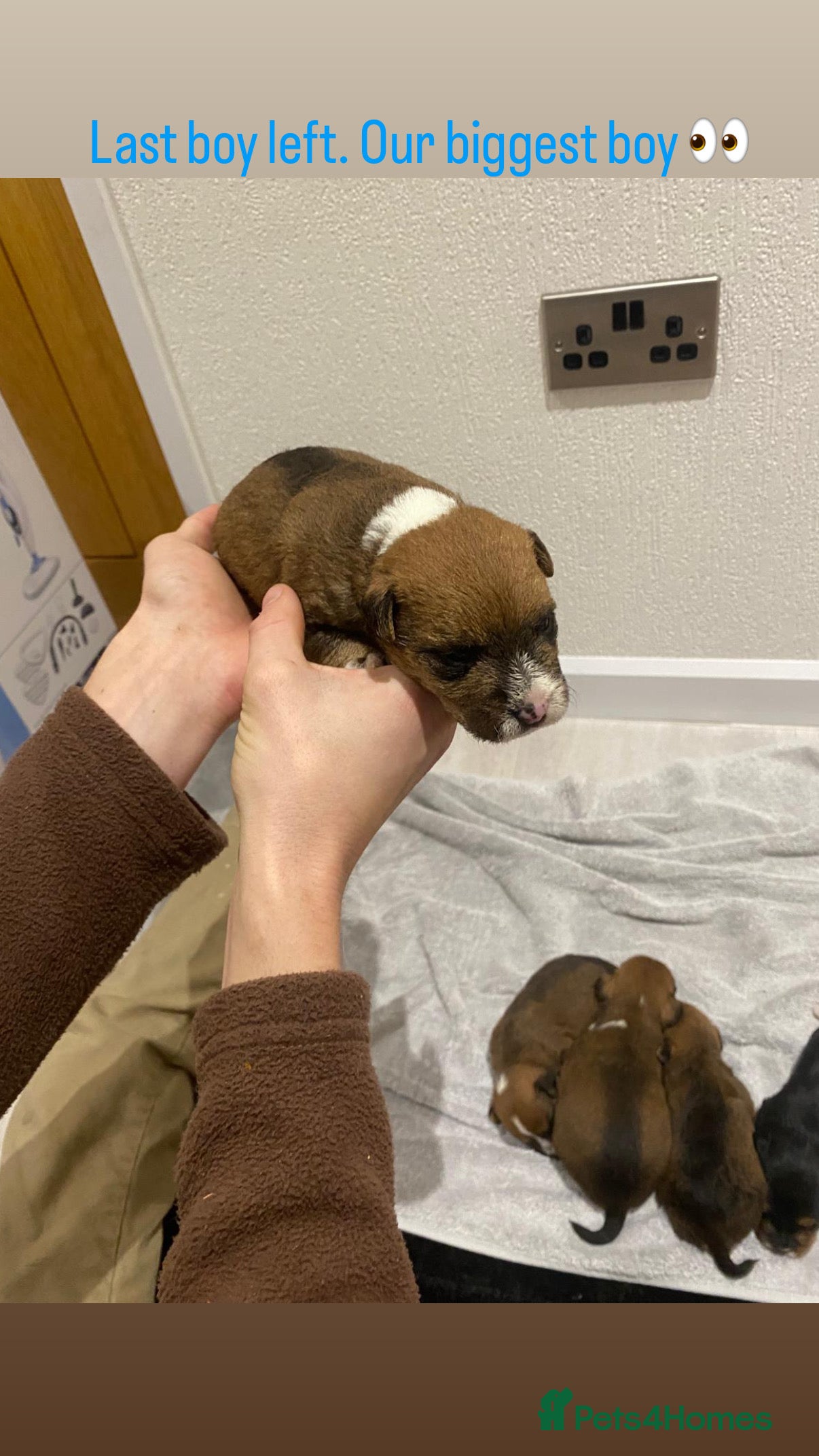 Mixed Breed dogs Lakeland x Jack Russell - Advert 3