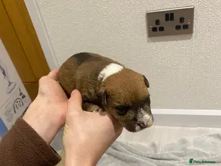 Mixed Breed dogs Lakeland x Jack Russell - Advert 3