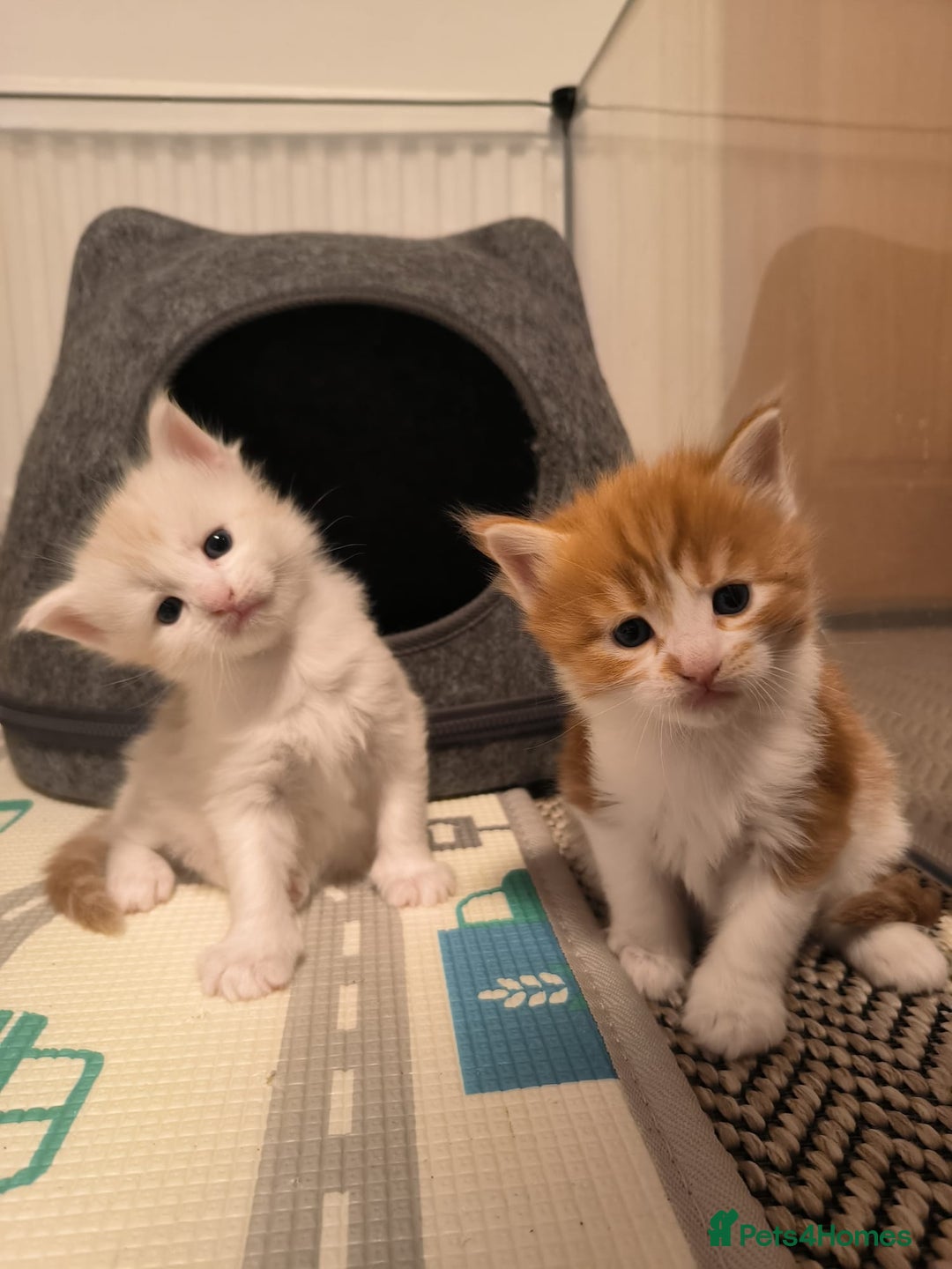 Maine Coon cats for sale: Maine coon mix kittens  - Advert 7